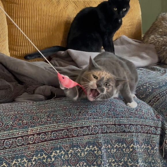 cats! - Picture 8 of 16